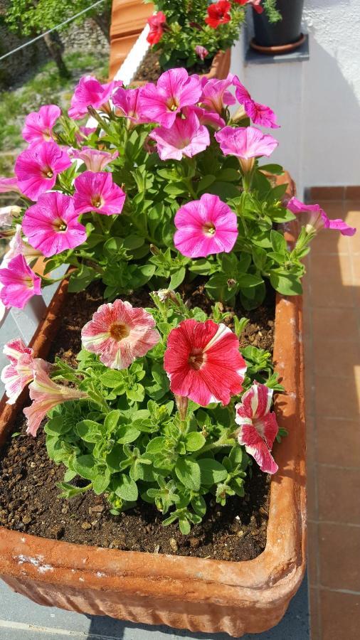 דירות רבאלו Casa Annunziata מראה חיצוני תמונה